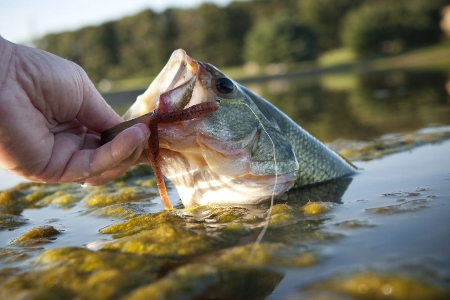 freshwater fishing tips freshwater fishing tips