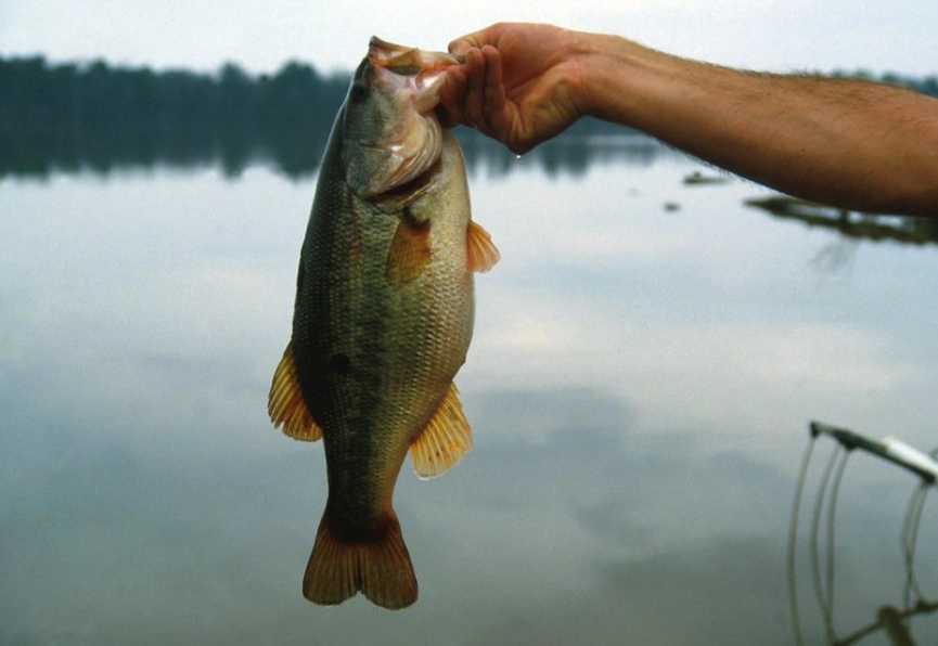 best freshwater fishing gear best freshwater fishing gear