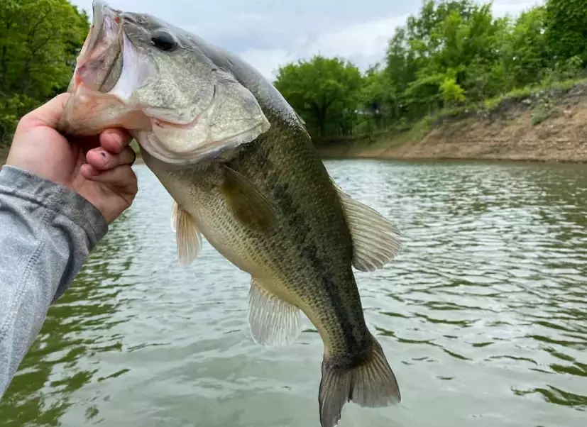 best bass lures