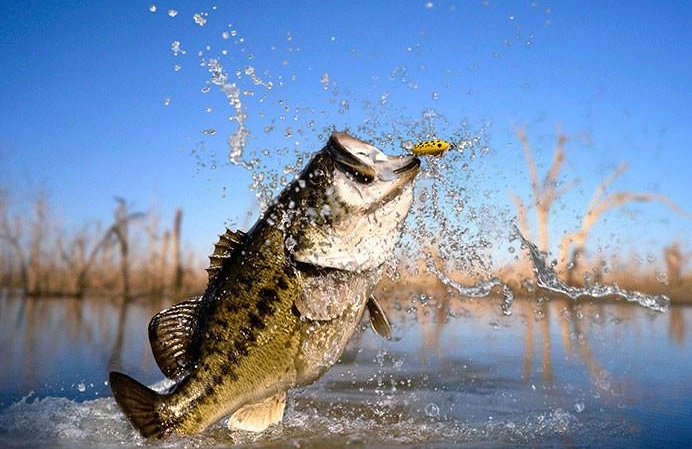 bass fishing tips