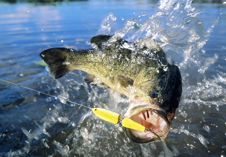 bass fishing tips