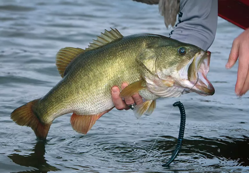 how to catch bass