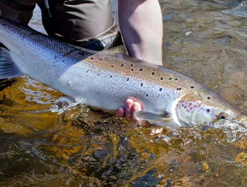 best salmon fishing gear