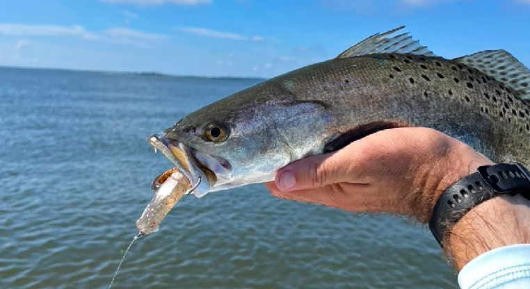 trout fishing lures