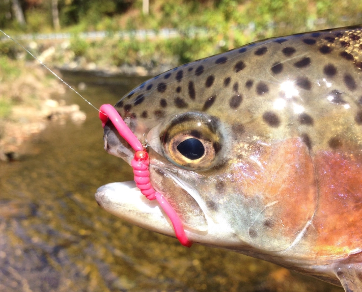 best trout bait