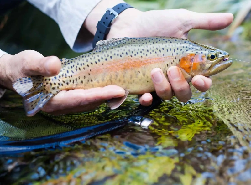 best trout bait