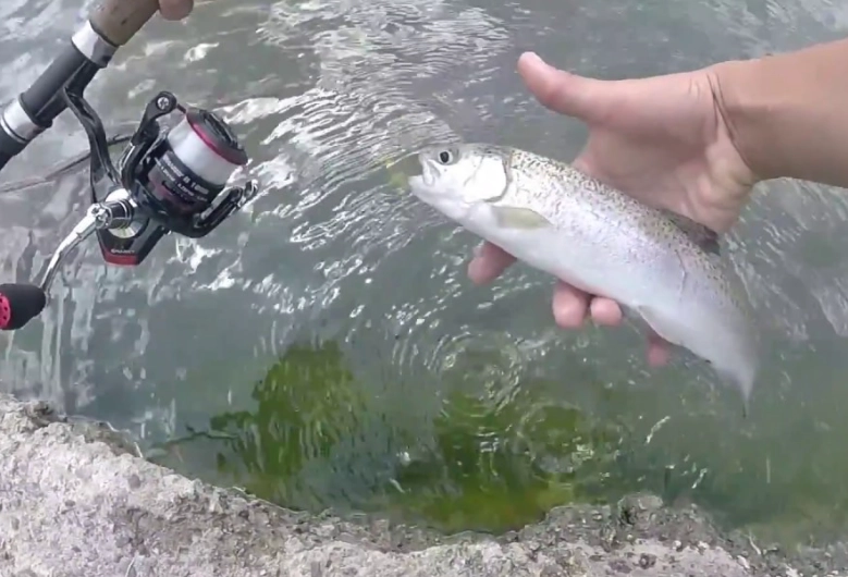 how to catch trout
