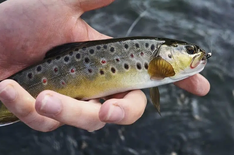 trout fishing tips