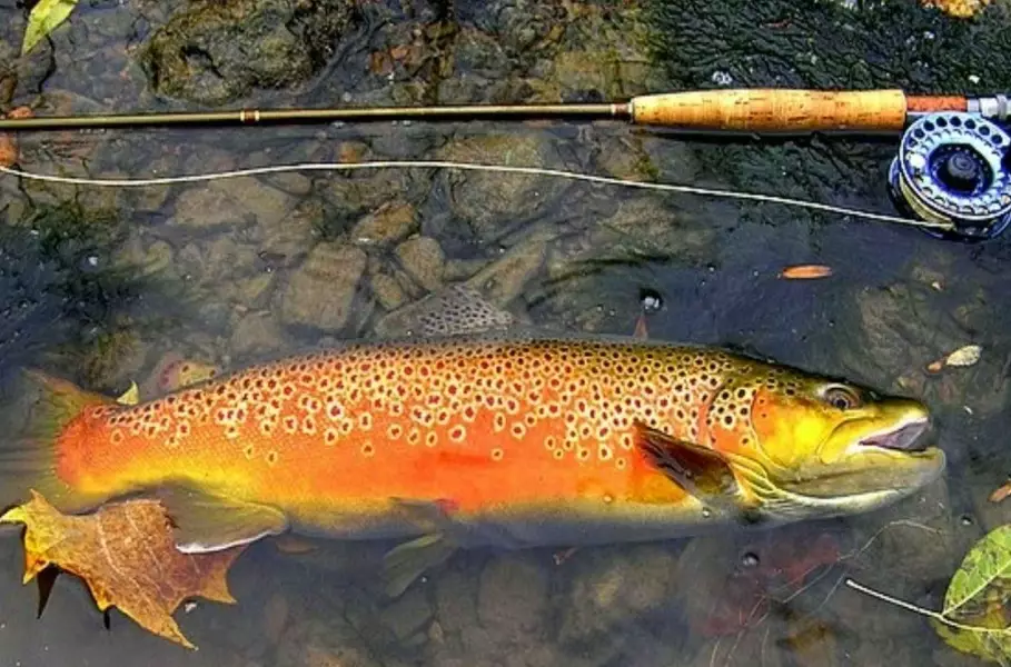 trout fishing tips