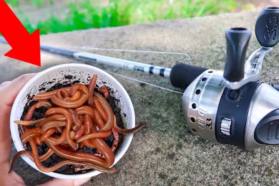 live bait worms