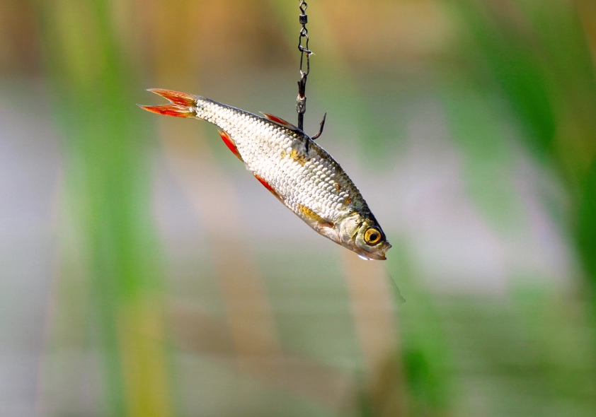 live bait fishing