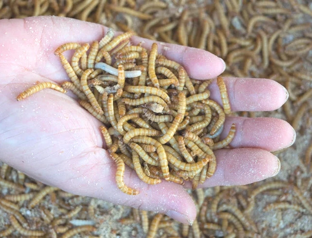 how to keep worms alive for fishing