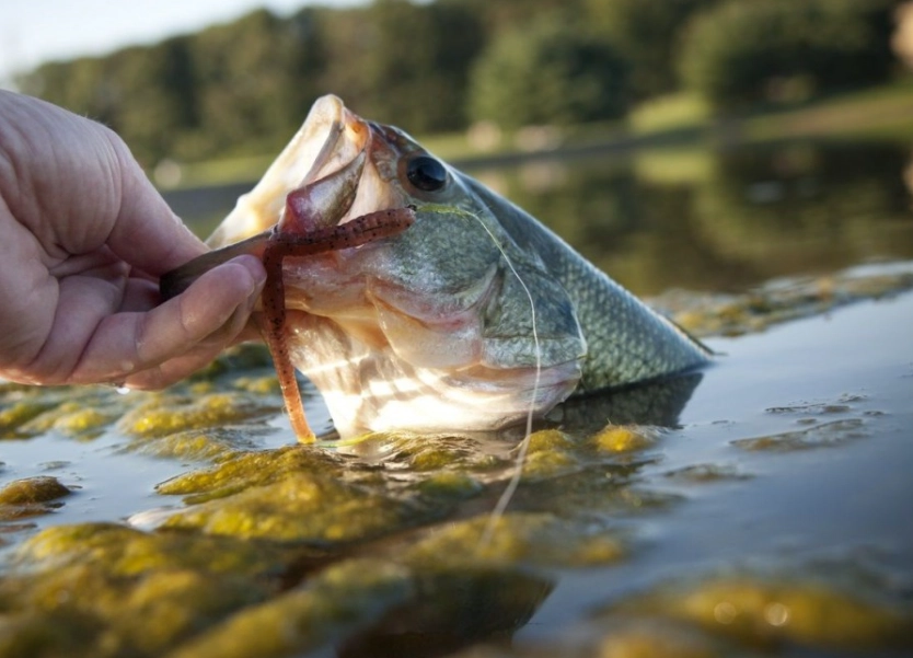 live bait fishing
