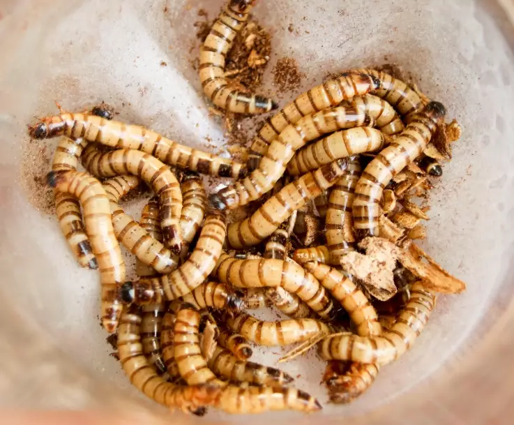best worms for freshwater fishing