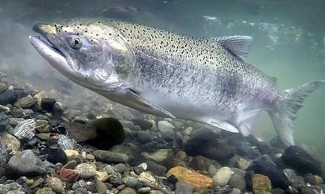 California salmon fishing spots