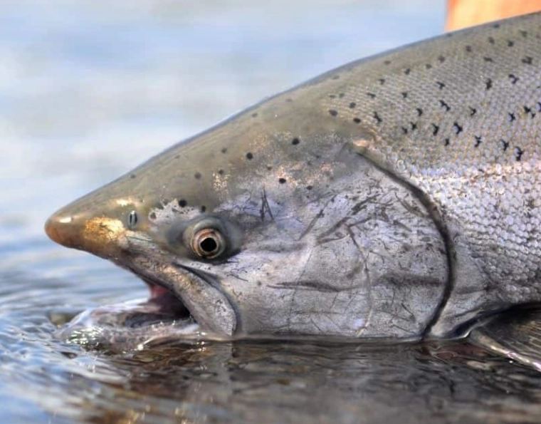 California salmon fishing rivers