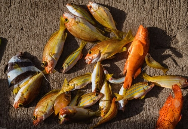 trout fishing setup for beginners