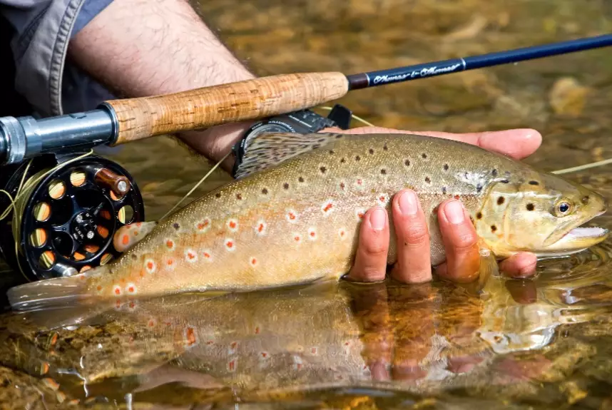 fly fishing gear