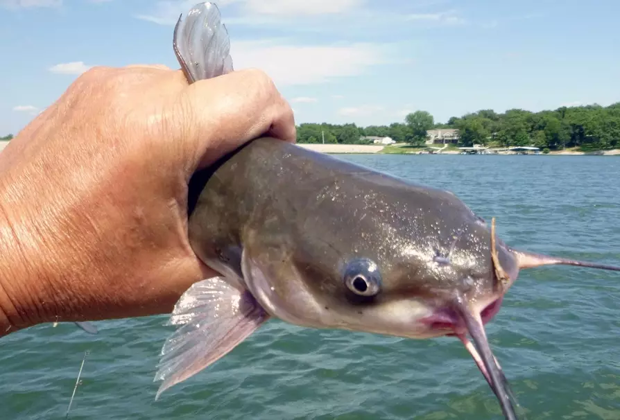 catfish fishing
