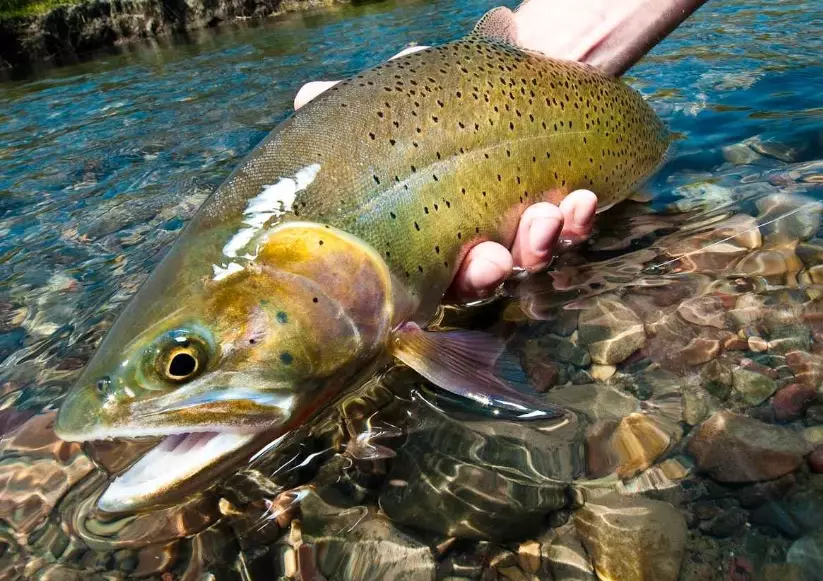 fly fishing rods