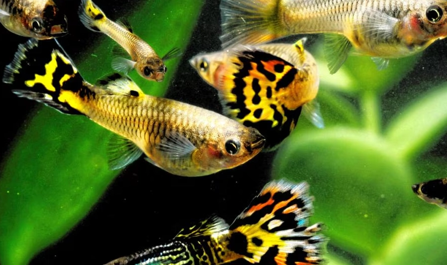 beginner freshwater fishing