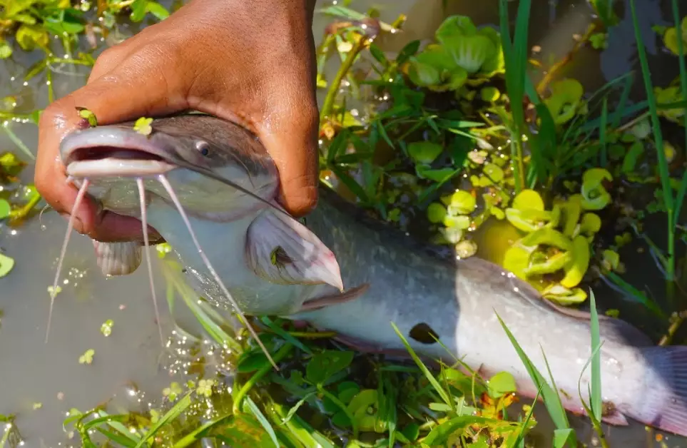 catfish noodling