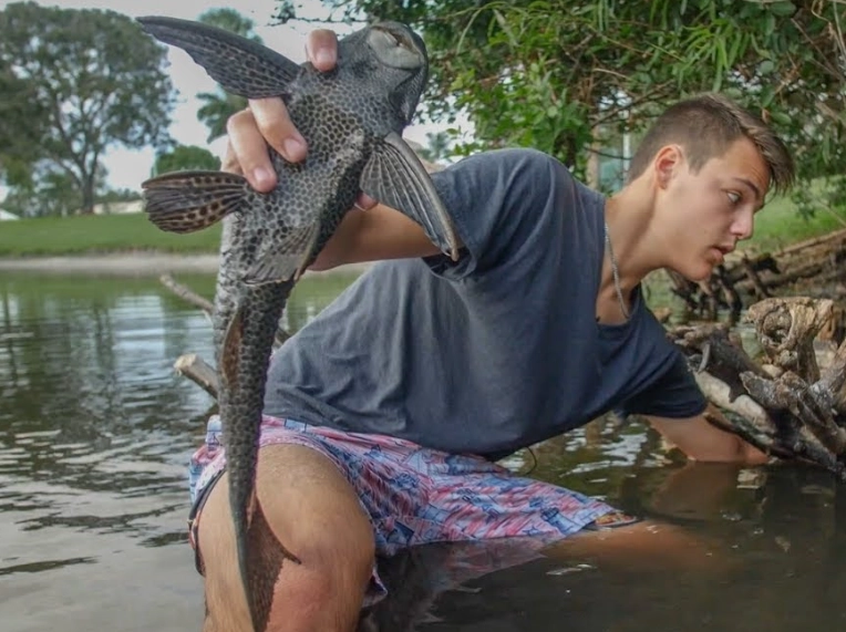 catfish noodling