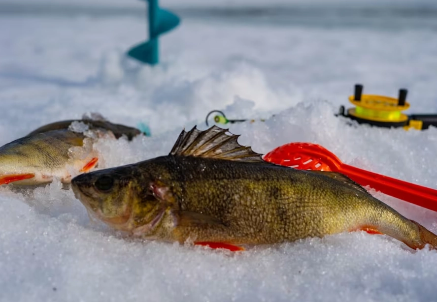 why ice fishing