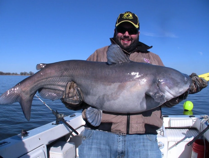 best catfish bait