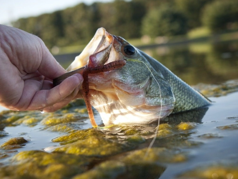 live bait for bass