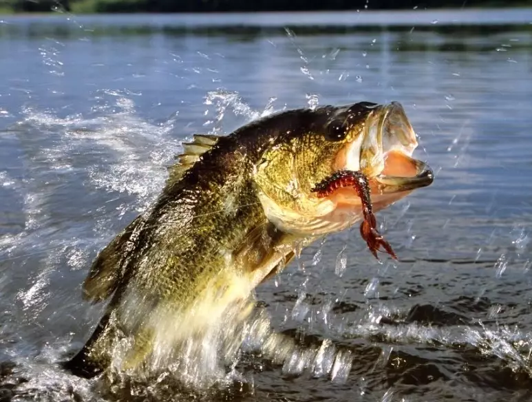 bass fishing lures