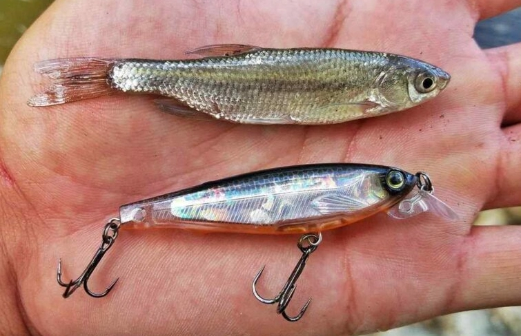 best freshwater fishing bait