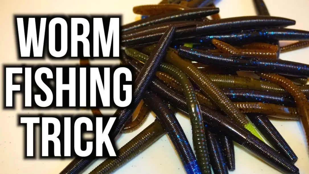 fishing bait worms
