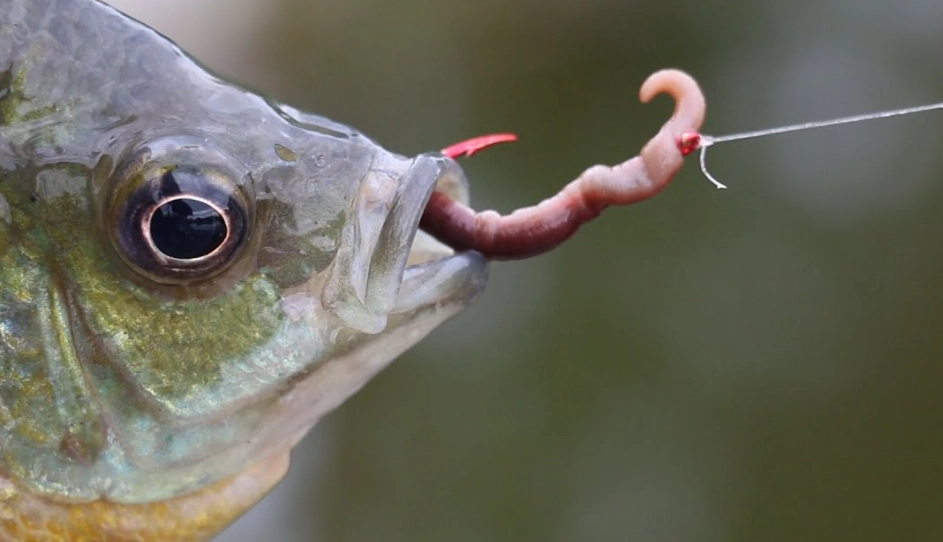 best fishing worms