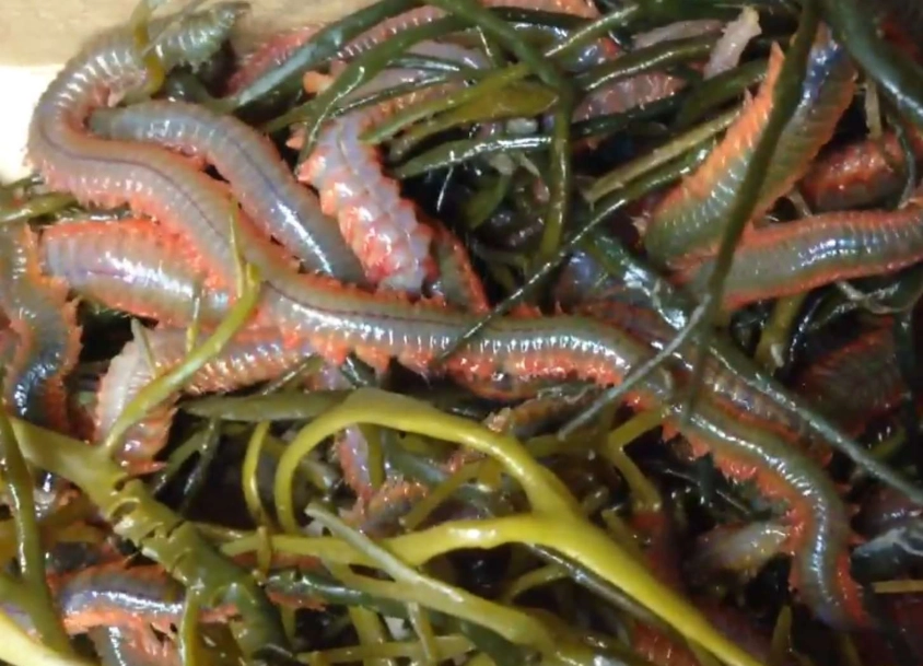 how to use live worms for fishing