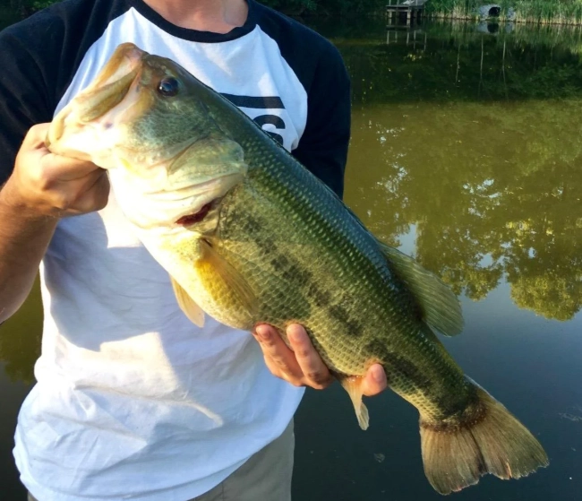 bass fishing lures