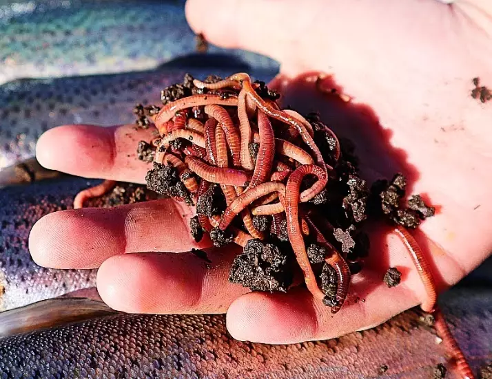 how to use live worms for fishing