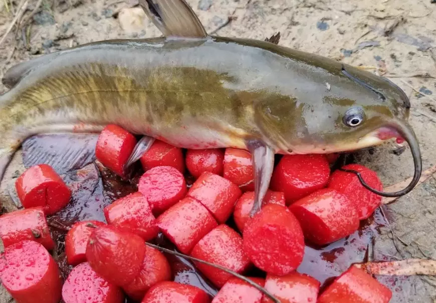 homemade catfish bait