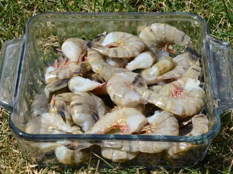 catfish bait