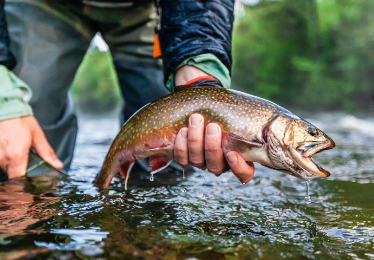 river fishing tips