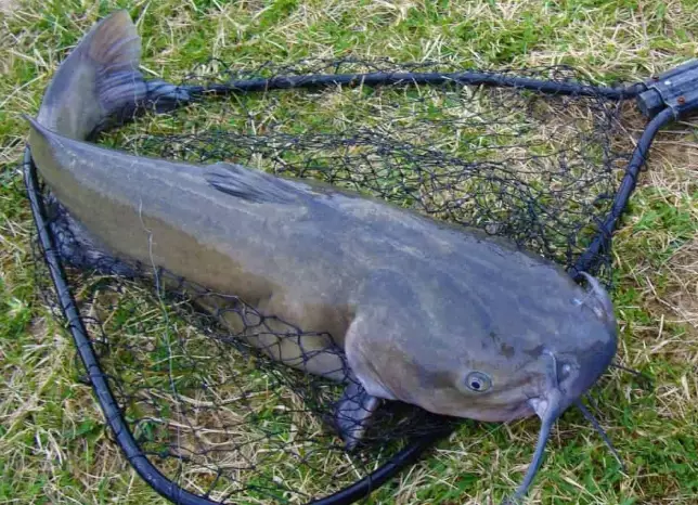 catfish bait
