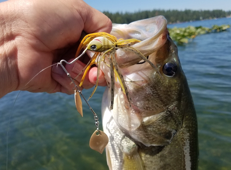 bass fishing bait selection