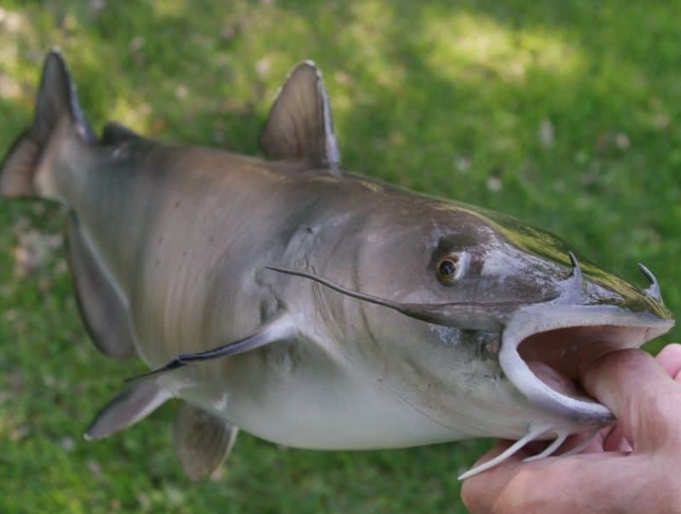 where to catch catfish