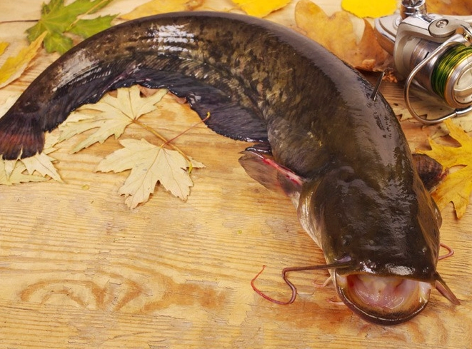 best catfish bait