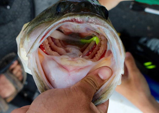 fast water fishing techniques