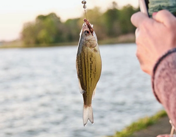 how to use live bait