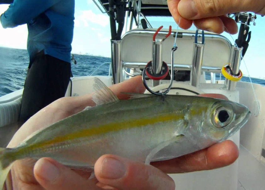 live bait fishing