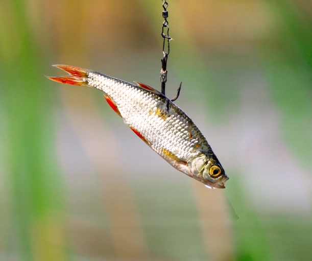 best live bait