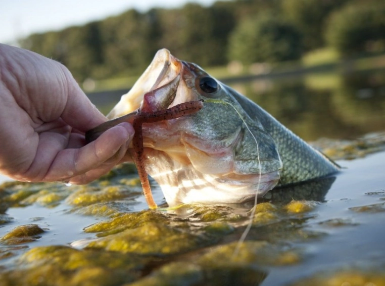 live bait fishing
