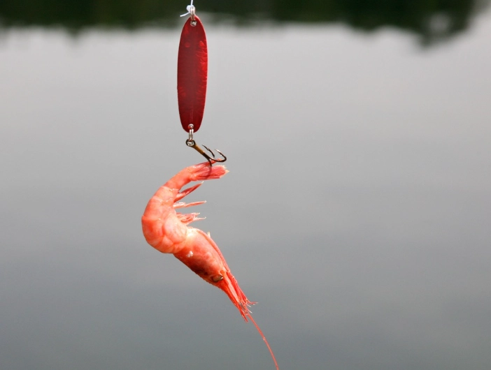 best live bait